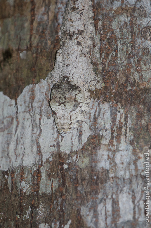 leaf-tailed gecko